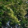 Pohon Bambu Di Probolinggo Jadi Tontonan Warga