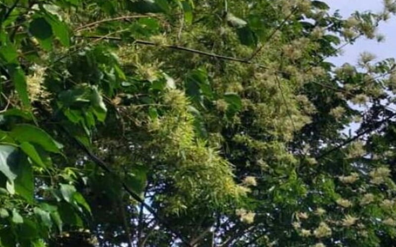 Pohon Bambu Di Probolinggo Jadi Tontonan Warga