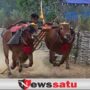 Kerapan Sapi Piala Presiden 2020 Diundur