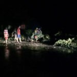 Angin Kencang, Dua Pohon Tumbang di Pamekasan