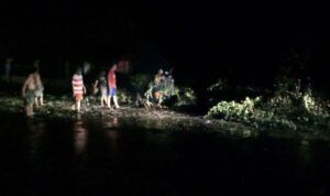 Angin Kencang, Dua Pohon Tumbang di Pamekasan