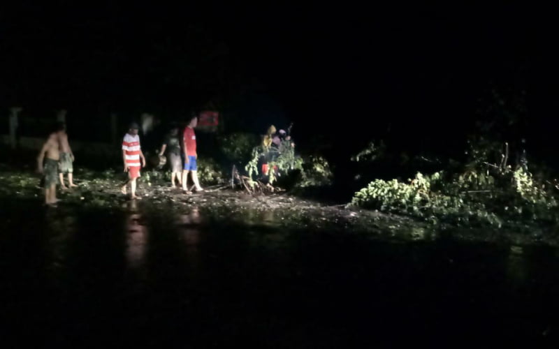 Angin Kencang, Dua Pohon Tumbang di Pamekasan