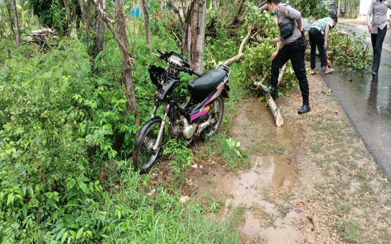 Pengendara Motor Di Sumenep Tertimpa Pohon Tumbang