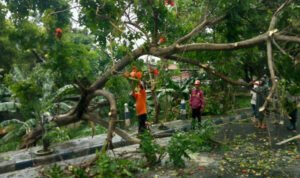 Angin Kencang Dan Hujan Deras, Warga Pamekasan Diminta Waspadai Pohon Tumbang