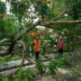 Angin Kencang Dan Hujan Deras, Warga Pamekasan Diminta Waspadai Pohon Tumbang