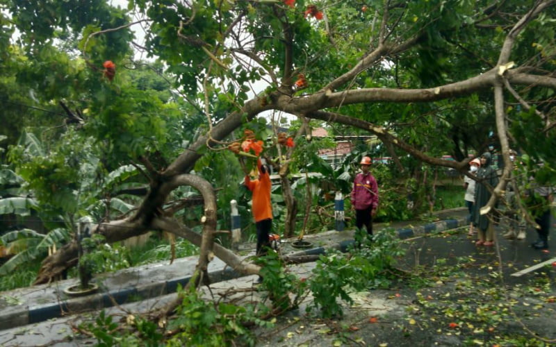 Angin Kencang Dan Hujan Deras, Warga Pamekasan Diminta Waspadai Pohon Tumbang