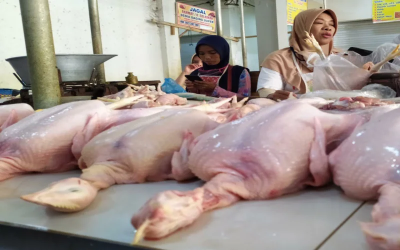 Jelang Natal Dan Tahun Baru, Harga Daging Ayam Merangka Naik