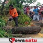 Diguyur Hujan dan Angin Kencang, 2 Pohon Di Pamekasan Tumbang