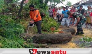 Diguyur Hujan dan Angin Kencang, 2 Pohon Di Pamekasan Tumbang