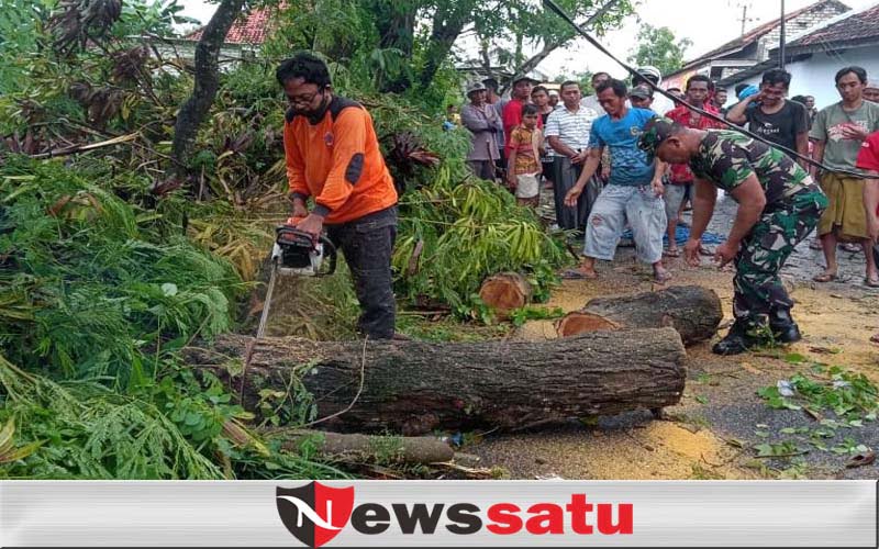 Diguyur Hujan dan Angin Kencang, 2 Pohon Di Pamekasan Tumbang