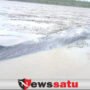 Ikan Paus Terdampar Di Sungai Kong OKI