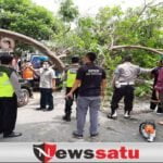 Pohon Tumbang Timpa 2 Mobil dan Tutup Akses Jalan di Pamekasan