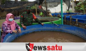 Babinsa Kodim 0826 Pamekasan Kuatkan Ekonomi Desa Melalui Budidaya Lele