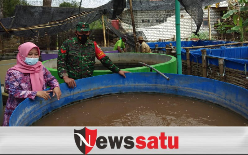 Babinsa Kodim 0826 Pamekasan Kuatkan Ekonomi Desa Melalui Budidaya Lele