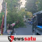 Pohon Tumbag Di Pamekasan