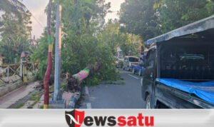 Pohon Tumbag Di Pamekasan