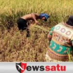 Stok Pangan Di Probolinggo Tahun 2021 Dijamin Aman