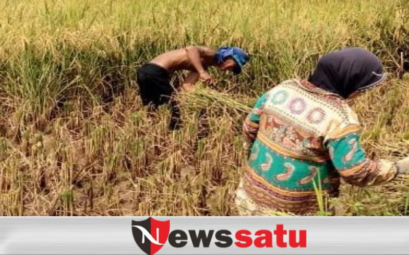 Stok Pangan Di Probolinggo Tahun 2021 Dijamin Aman