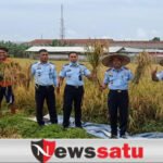 Panen Raya Padi Ala WBP Lapas Kelas IIA Pamekasan