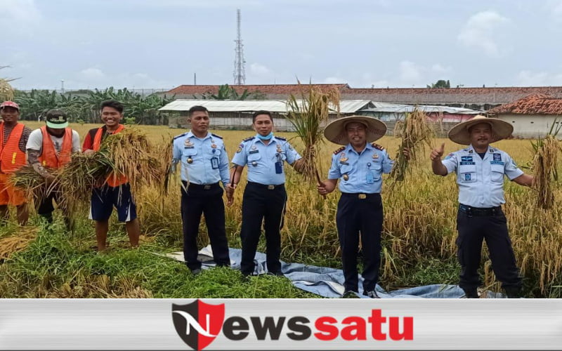 Panen Raya Padi Ala WBP Lapas Kelas IIA Pamekasan