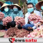 Panen Raya Bawang Merah, Pemkab Sampang Harapkan Swasembada Bawang