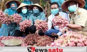 Panen Raya Bawang Merah, Pemkab Sampang Harapkan Swasembada Bawang