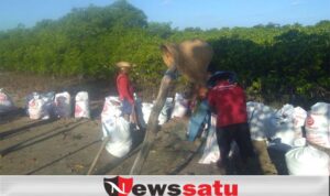 Waspada Banjir Rob, Warga Pademawu Pamekasan Swadaya Bangun Tanggul