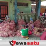 Begini Cara Petani Bawang Di Kota Probolinggo Dalam Memperingati Hari Pancasila