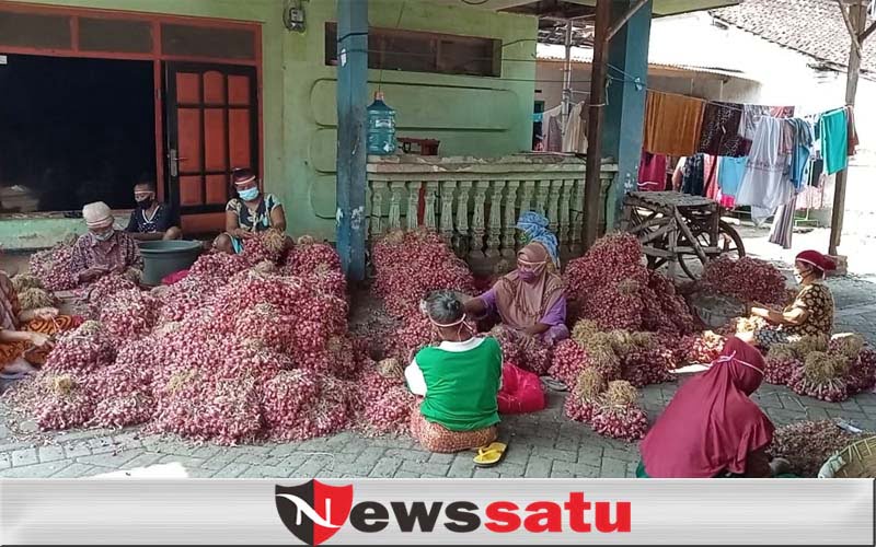 Begini Cara Petani Bawang Di Kota Probolinggo Dalam Memperingati Hari Pancasila