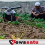 DKPP Pamekasan Siapkan Skema Alokasi DBHCHT
