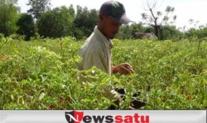 Harga Cabai Rawit Fluktuatif Turun, Petani Berharap Segera Pulih
