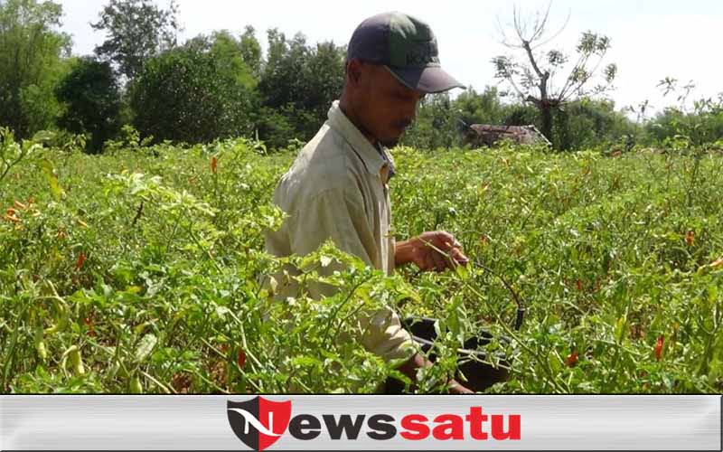 Harga Cabai Rawit Fluktuatif Turun, Petani Berharap Segera Pulih