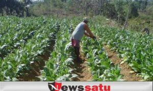 Pemkab Galakkan Tembakau Prancak Untuk Poktan di Pamekasan