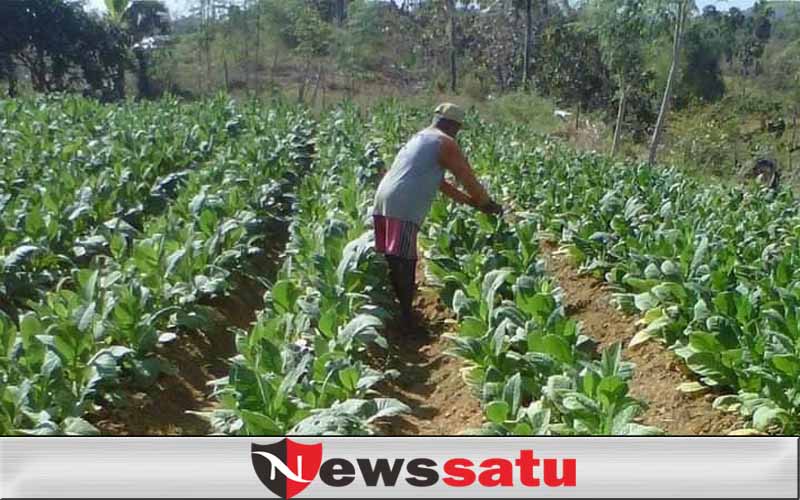 Pemkab Galakkan Tembakau Prancak Untuk Poktan di Pamekasan