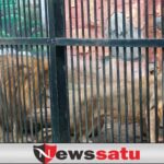 TWSL Kota Probolinggo Tutup, Dua Ekor Singa Lakukan Perkawinan