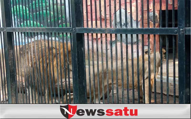 TWSL Kota Probolinggo Tutup, Dua Ekor Singa Lakukan Perkawinan