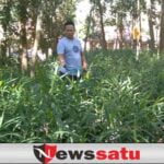 Gagal Jadi PMI Karena Pandemi, Fathan Bertani Jamer Beromset Jutaan Rupiah