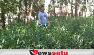Gagal Jadi PMI Karena Pandemi, Fathan Bertani Jamer Beromset Jutaan Rupiah