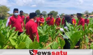 Dispertahortbun Sumenep Gelar Sekolah Lapang Bagi Petani Tembakau
