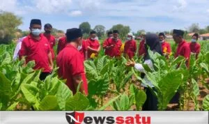 Dispertahortbun Sumenep Gelar Sekolah Lapang Bagi Petani Tembakau