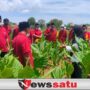 Dispertahortbun Sumenep Gelar Sekolah Lapang Bagi Petani Tembakau