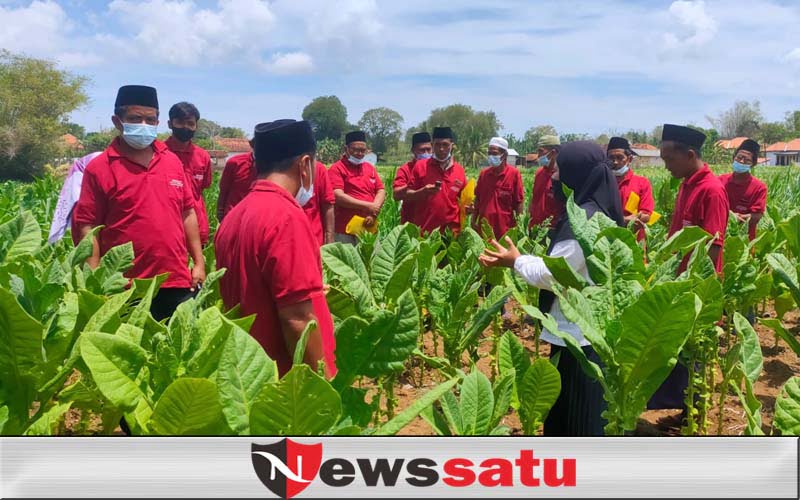 Dispertahortbun Sumenep Gelar Sekolah Lapang Bagi Petani Tembakau