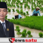 Harga Tidak Stabil, Komisi II DPRD Sumenep Desak Pemkab Lakukan Penyerapan Gabah