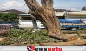 Kadis DLHP Sebut Pemotongan Kayu Sonokeling Tanggung Jawab PUPR