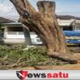 Kadis DLHP Sebut Pemotongan Kayu Sonokeling Tanggung Jawab PUPR