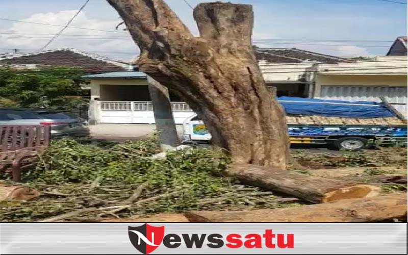 Kadis DLHP Sebut Pemotongan Kayu Sonokeling Tanggung Jawab PUPR