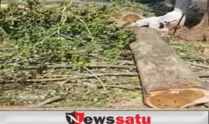 Rusak keindahan Taman, Warga Protes Tiga Pohon Besar Ditebang