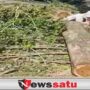 Rusak keindahan Taman, Warga Protes Tiga Pohon Besar Ditebang