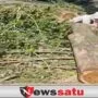 Rusak keindahan Taman, Warga Protes Tiga Pohon Besar Ditebang