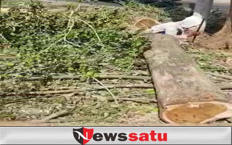 Rusak keindahan Taman, Warga Protes Tiga Pohon Besar Ditebang